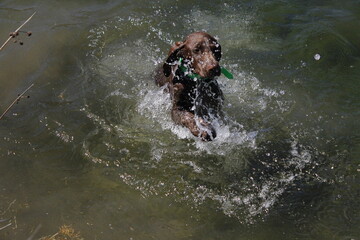 Dog taking its first swim. brown puppy learning how to swim for the first time in a lake. Weimaraner male puppy wearing a green collar splashing in the water
