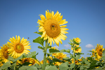 Sunflower with bee