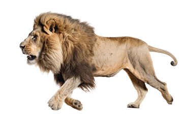 an isolated lion walking side view, majestic, stalking prey, fierce jungle-themed photorealistic illustration on a transparent background in PNG. Panthera leo. King of the Jungle. Generative AI