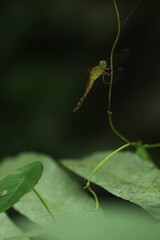 dragonfly, dragonfly perched on a wooden branch