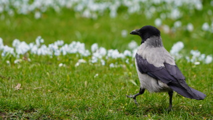 crow on the grass