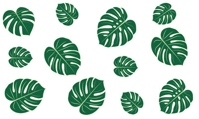 Fototapeta premium Monstera tropical illustration