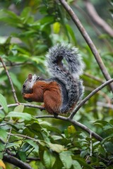 Squirrel Costa Rica jungle animal free 