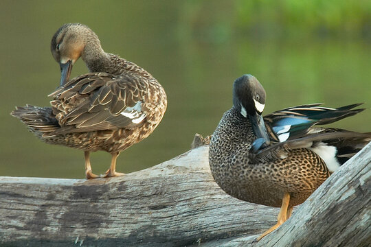 Blue Winged Teal Couple Preening