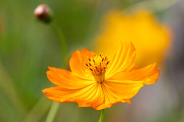 Photograph of flowers found in nature.	