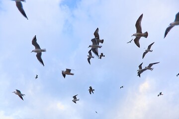 A flock of seagulls flying by the lighthouse in Kolobrzeg, Poland.