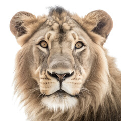 Obraz premium an isolated lion jungle cat FACE, FRONT-view portrait, safari-themed photorealistic illustration on a transparent background cutout in PNG, generative ai