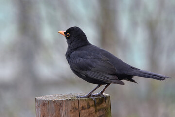 Ein Amselmännchen in Großaufnahme sitzt auf einem Holzpfahl
