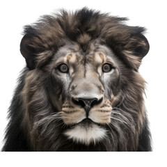 Fototapeta premium an isolated lion jungle cat FACE, FRONT-view portrait, safari-themed photorealistic illustration on a transparent background cutout in PNG, generative ai