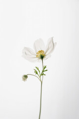 Fototapeta premium Delicate white flower on white background