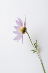 Delicate purple flower on white background