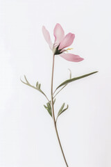 Delicate pink flower on white background