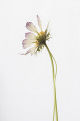 Delicate purple flower on white background