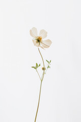Fototapeta na wymiar Delicate blush flower on white background