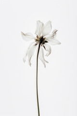 Delicate white flower on white background