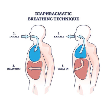 Diaphragmatic breathing technique with inhale and exhale outline diagram. Labeled educational scheme with anatomical lung and belly movement or position vector illustration. Respiratory flow practice