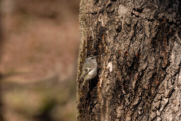 The golden-crowned kinglet (Regulus satrapa) drinking sap.