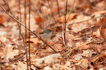 The golden-crowned kinglet (Regulus satrapa) 