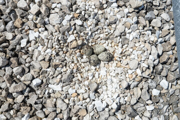 Killdeer scrape nest, a common type of plover laid speckled eggs among the rocks and stones to be...