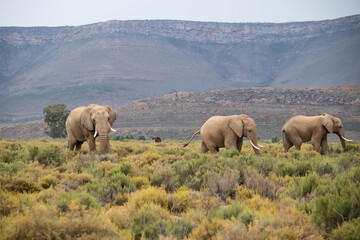 Herd of Elephants walking through the national safari park in South Africa