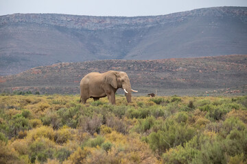 Fototapeta na wymiar Single elephant is walking in safari park in South Africa