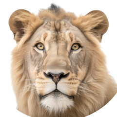 Fototapeta premium an isolated lion jungle cat FACE, FRONT-view portrait, safari-themed photorealistic illustration on a transparent background cutout in PNG, generative ai