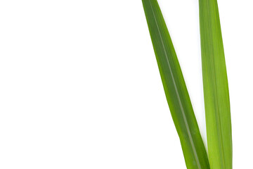 Sugar cane leaves on white background.