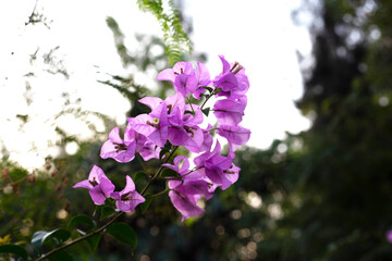 Obraz premium Beautiful bougainvillea flowers with green leaves