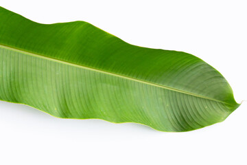 Obraz premium Heliconia leaf on white background.