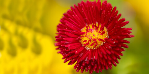 Close-up of a gerbera flower, selective focus, on a yellow blurred background.