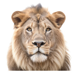 Fototapeta premium an isolated lion jungle cat FACE, FRONT-view portrait, safari-themed photorealistic illustration on a transparent background cutout in PNG, generative ai