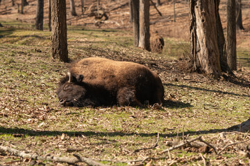 Fully grown adult American Bison  being lazy and sleeping eyes closed on its side, in broad...
