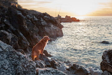 res dog on the stone on the beach. Nova Scotia Duck Tolling Retriever at sea. Active pet outdoors,...
