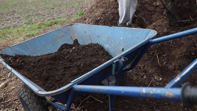 Compost in garden wheelbarrow. Loading compost from compost heap into wheelbarrow and add compost to flower and vegetable beds, window boxes, and container gardens 