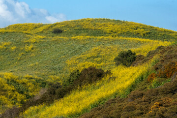 Hills in San Clemente Covered With Wildflowers