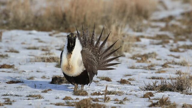 Greater sage grouse strutting on an Oregon lek in the snow