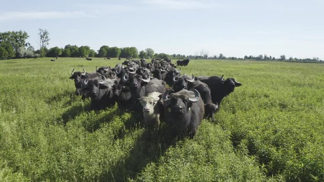 Herd Of Bubalus Bubalis Water Buffalo)Grazing