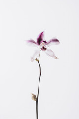 Delicate purple orchid on white background 