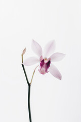 Delicate pink orchid on white background 