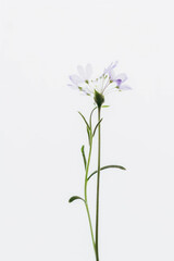 Delicate purple flower on white background 
