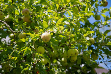 green branches of an apple tree with unripe fruits against a blue sky