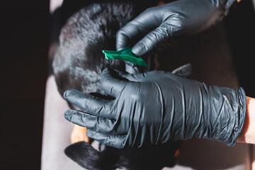 Veterinarian specialist holding small black dog and applying drops at the withers, medicine from parasites, ticks, worms and fleas, young dog vet treatment, dog treated with remedy at home