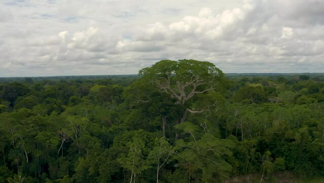 Vue drone d'un arbre immense en Amazonie