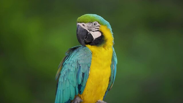 Perroquet jaune vert et bleu en Amazonie