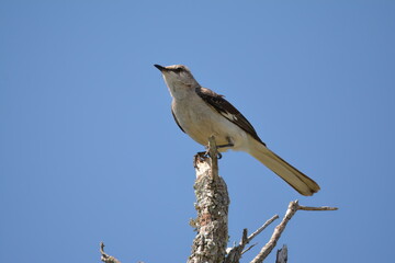Northern Mockingbird on a tree