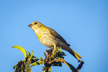 Ground canary bird (Sicalis flaveola) on a tree branch. Blue sky background.