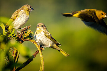 Three ground canary birds (Sicalis flaveola) on a tree branch. Forest background.