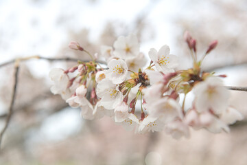 Japanese sakura in bloom, close up, Washington Cherry Blossom Festival period. Space for text.