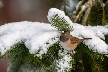 Oregon Junco sitting on a snowy branch
