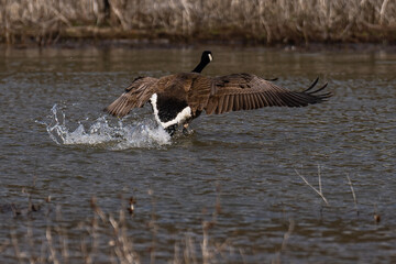 Canada goose taking off from water, flying in flight